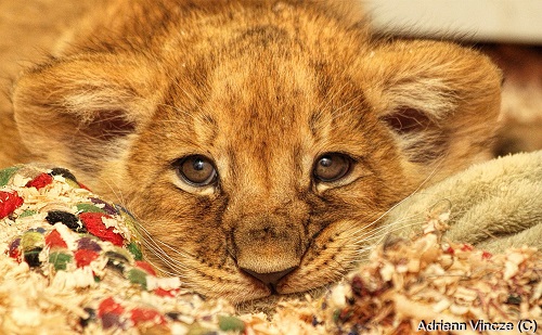 Már csak pár napig lehet simogatni az oroszlánkölyköket!