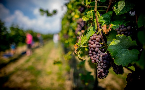 Már vannak eredményei az egri szőlő-bor kutatás-fejlesztési kiválósági központnak